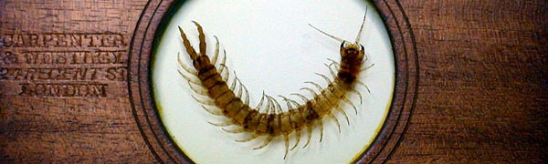 Errata Salon ~ Natural Histories