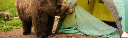 bear in camp