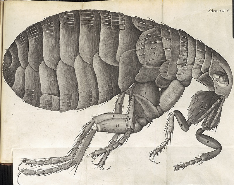 hooke flea nlm